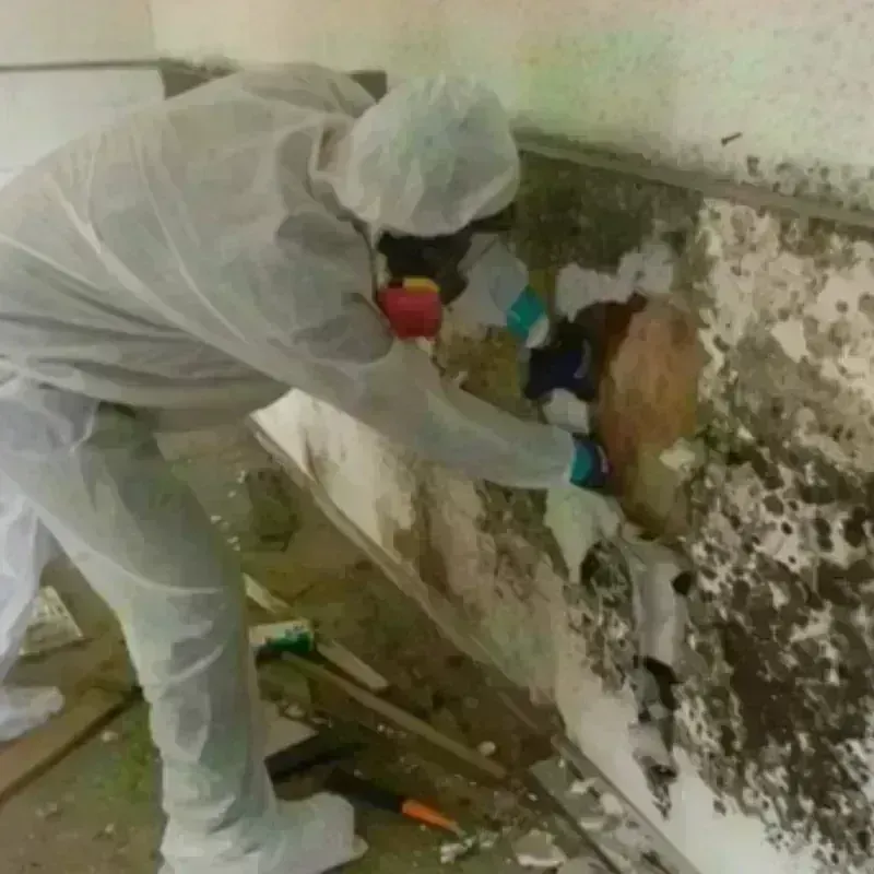 Mold Remediation and Removal in Genoa, OH